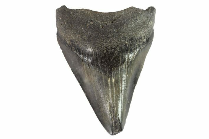 Juvenile Megalodon Tooth - Georgia #90730
